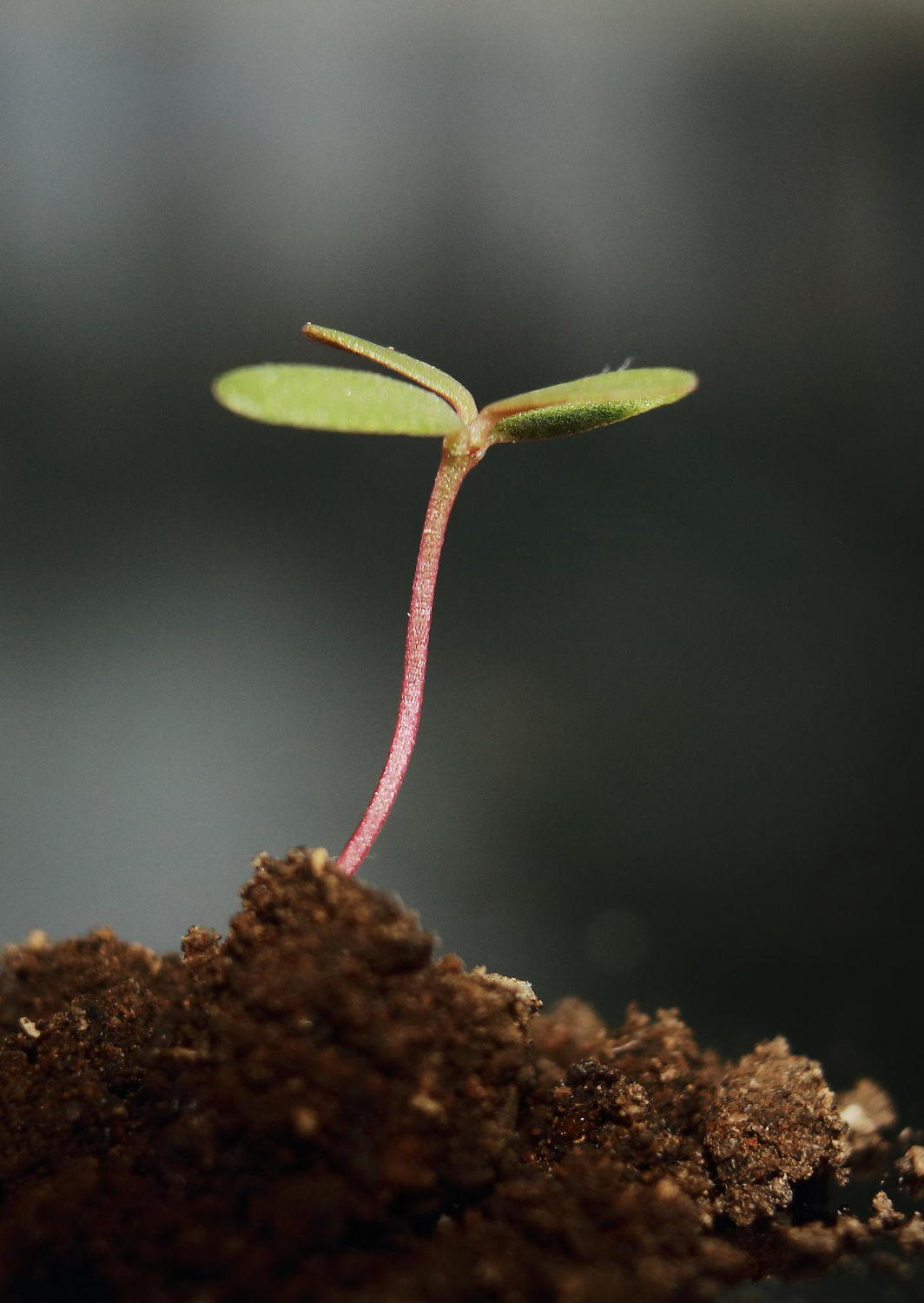 ויסות רגשי וצמיחה מהכאב